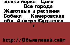 щенки йорка › Цена ­ 15 000 - Все города Животные и растения » Собаки   . Кемеровская обл.,Анжеро-Судженск г.